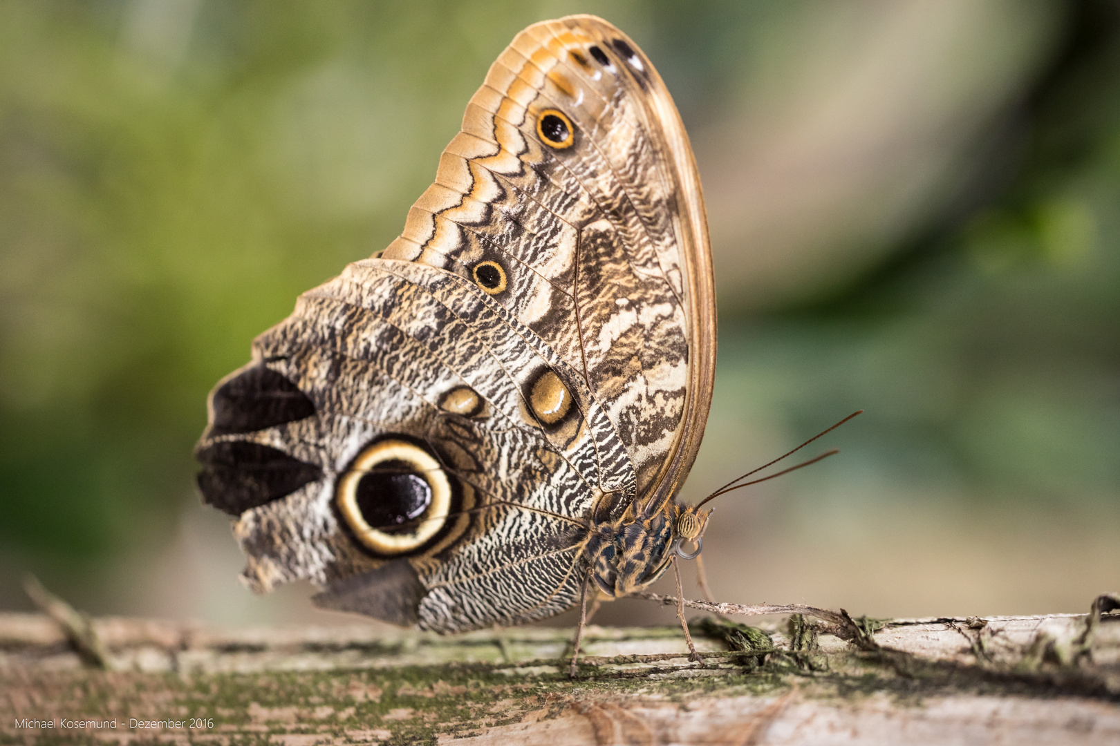 Schmetterling im Tropenhaus