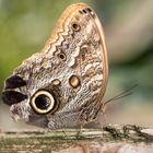 Schmetterling im Tropenhaus