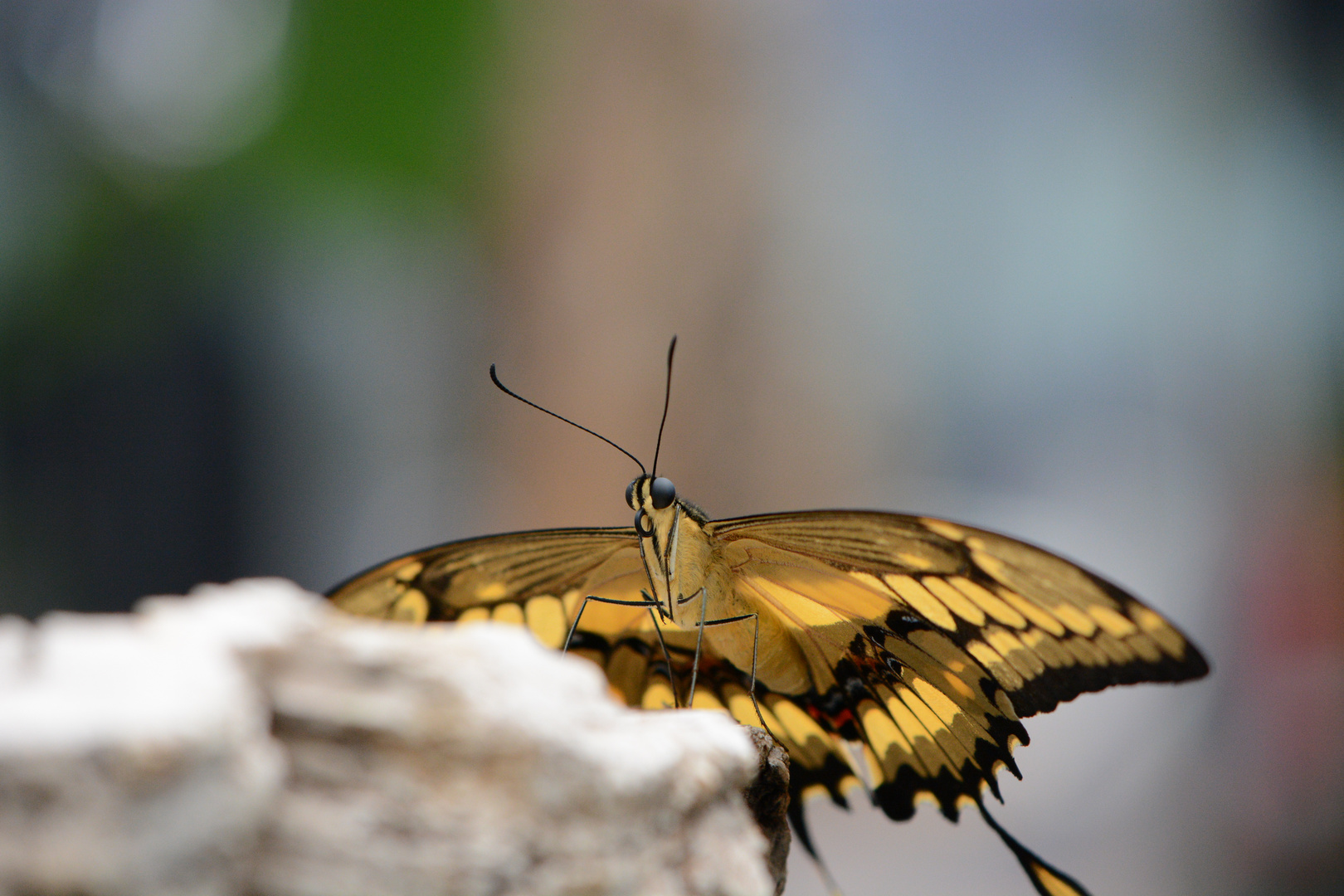 Schmetterling im Tropenhaus