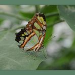 Schmetterling im Vlindertuin