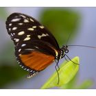 Schmetterling im Vlindertuin II