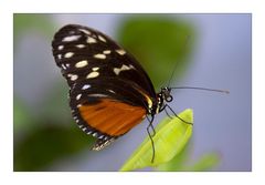 Schmetterling im Vlindertuin II