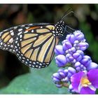 Schmetterling im Vlindertuin, Zoo Emmen