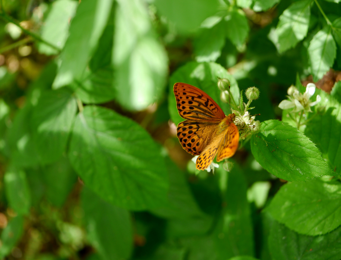 Schmetterling im Wald 1  (Kaisermantel)