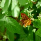 Schmetterling im Wald 1  (Kaisermantel)