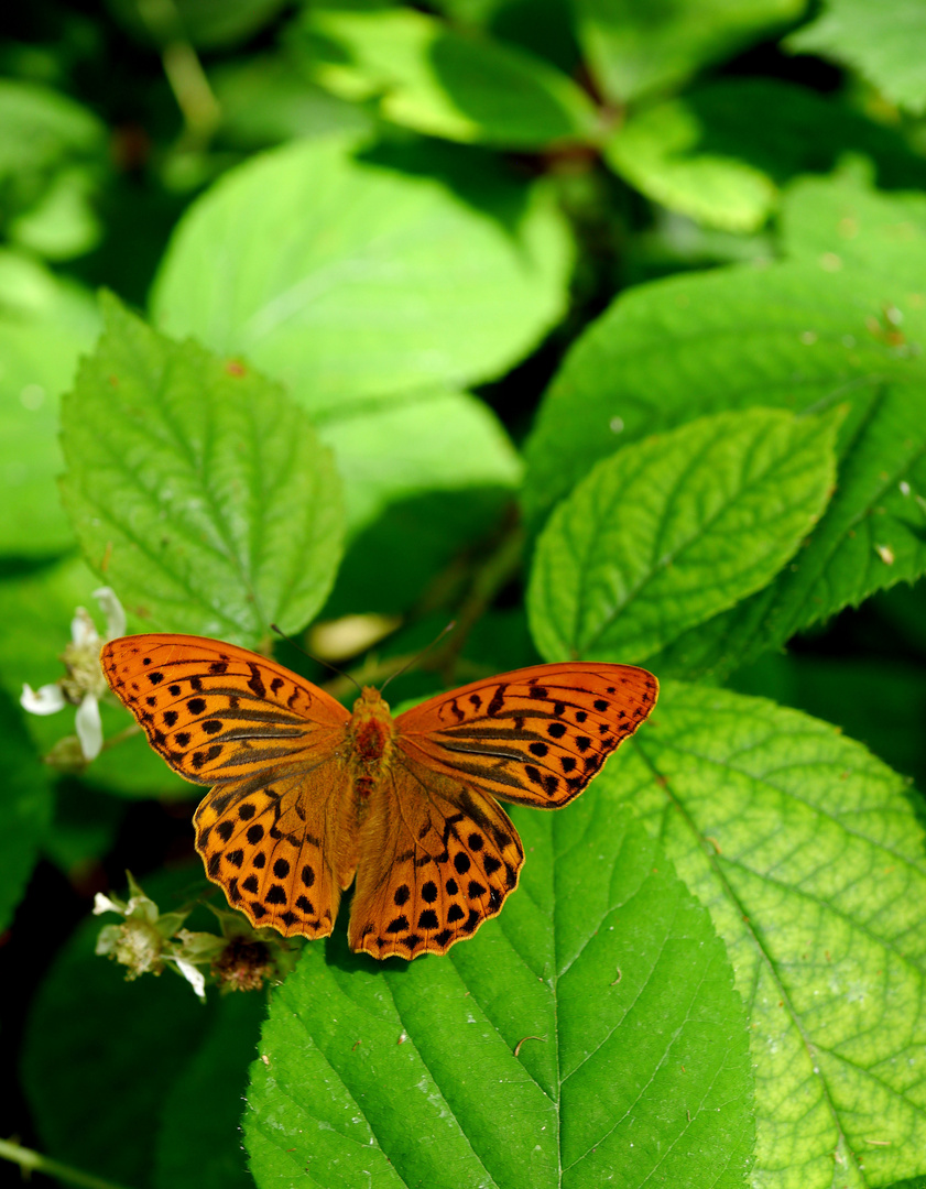 Schmetterling im Wald 2 (Kaisermantel)