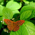 Schmetterling im Wald 2 (Kaisermantel)