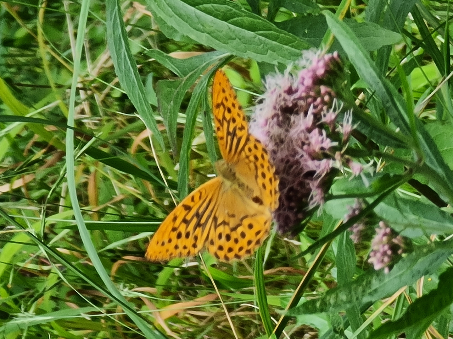 Schmetterling  im Wald