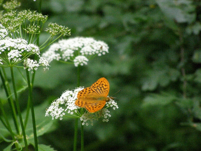 Schmetterling im Wald