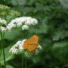 Schmetterling im Wald