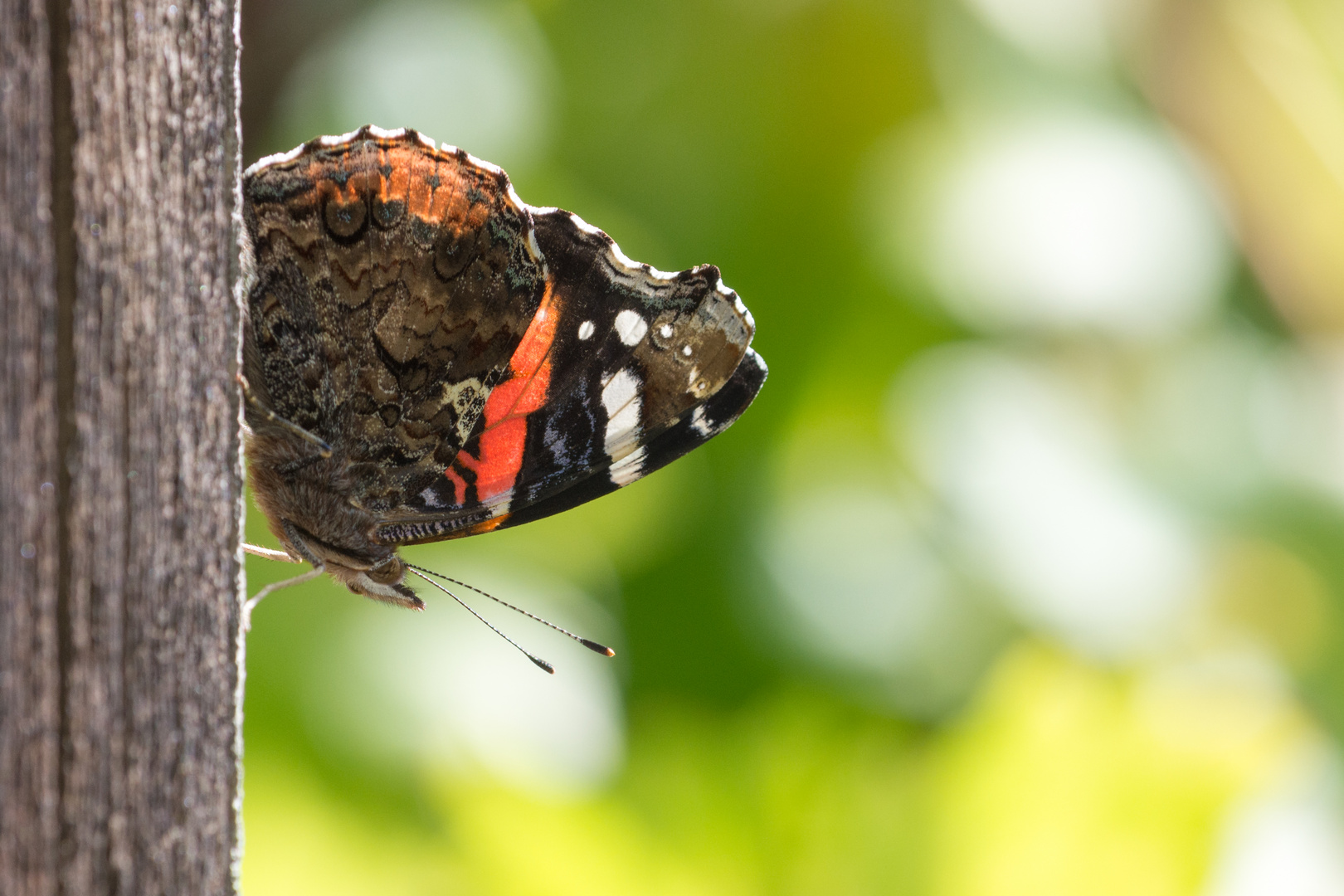 Schmetterling im Weinberg