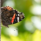 Schmetterling im Weinberg