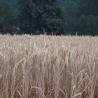 Schmetterling im Weizenfeld