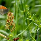 Schmetterling im wilden Barnim (Brandenburg)