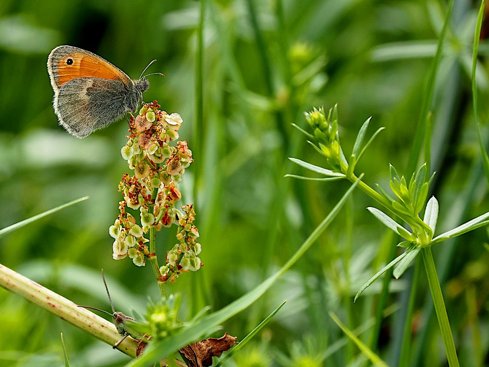 Schmetterling im wilden Barnim (Brandenburg)