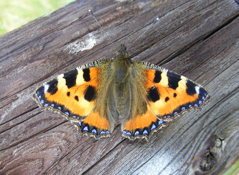 Schmetterling im Wildpark Potzberg