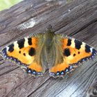 Schmetterling im Wildpark Potzberg