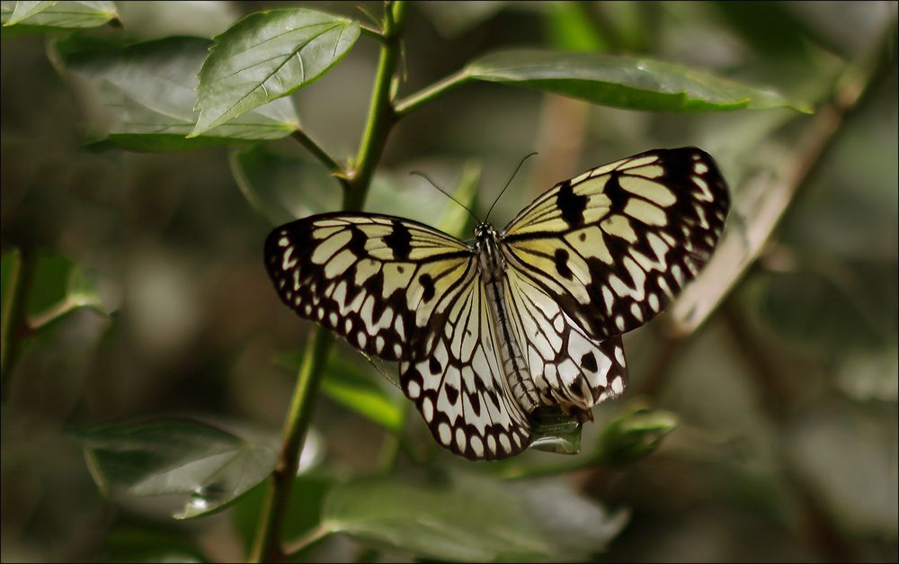  Schmetterling    im  Wilhelma