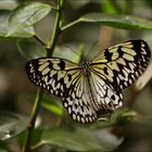  Schmetterling    im  Wilhelma