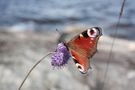 Schmetterling im Wind von Michael Benneker 