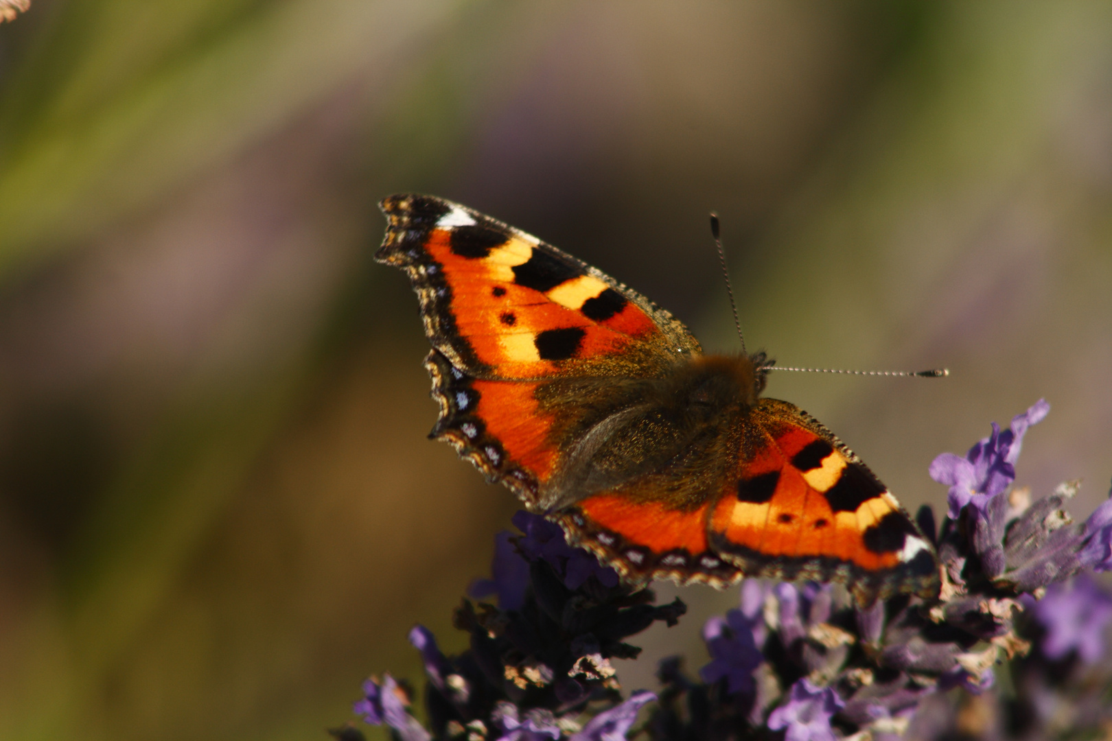 Schmetterling im windigen Lavendel