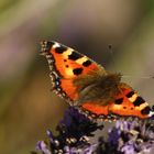 Schmetterling im windigen Lavendel