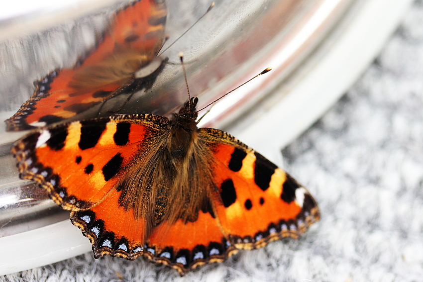 Schmetterling im Winter