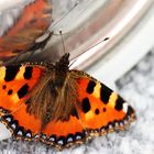 Schmetterling im Winter