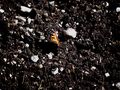 Schmetterling im Winter von TobiasWS