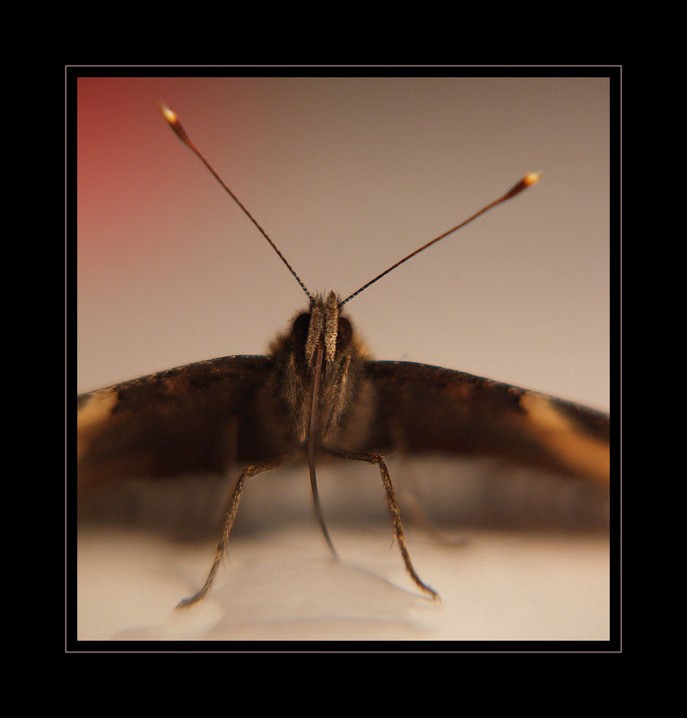 Schmetterling im Winter