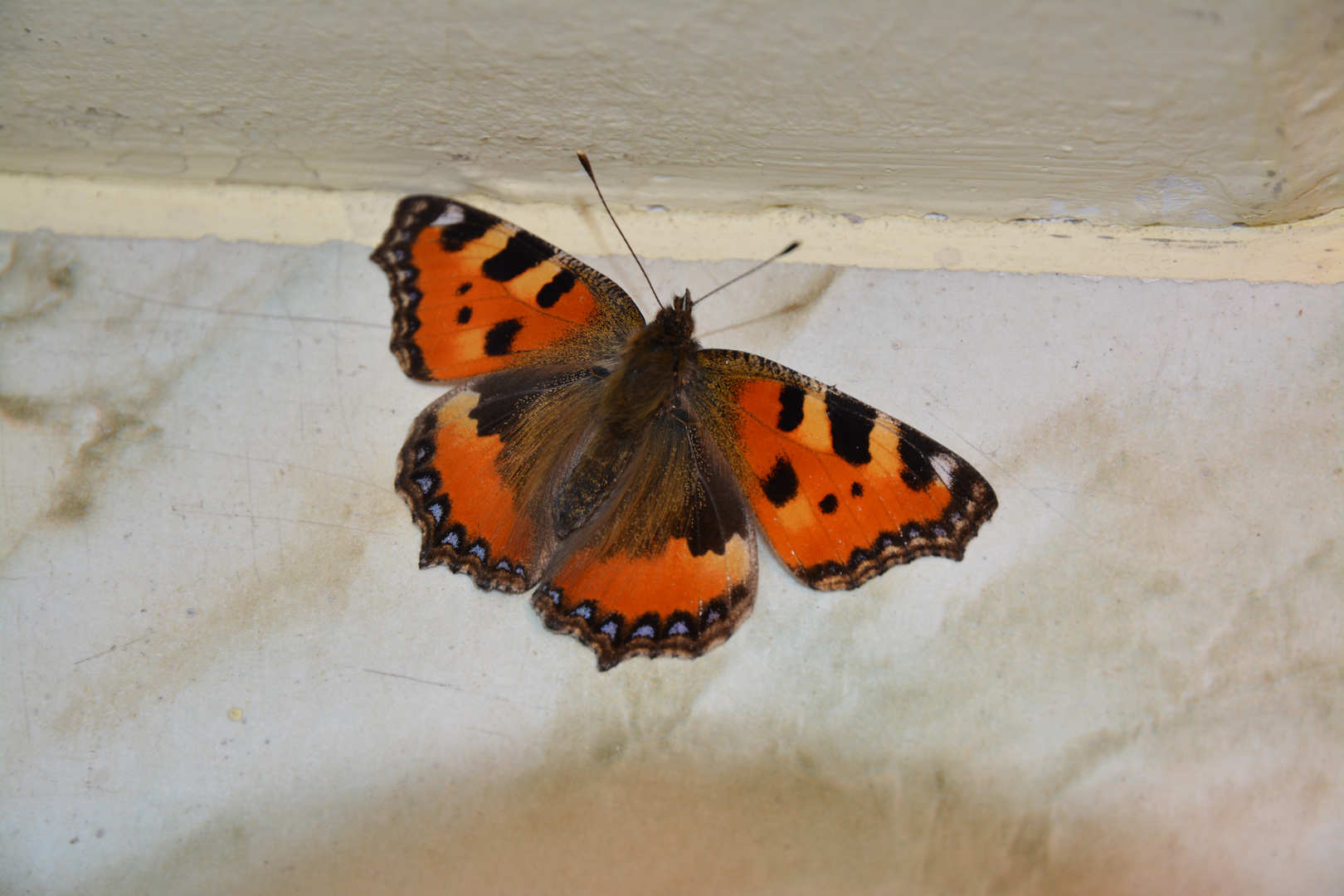 Schmetterling im Winter auf der Fensterbank