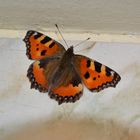 Schmetterling im Winter auf der Fensterbank