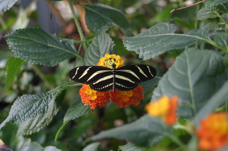 Schmetterling im Winter Foto & Bild | tiere, zoo, wildpark & falknerei