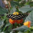 Schmetterling im Winter