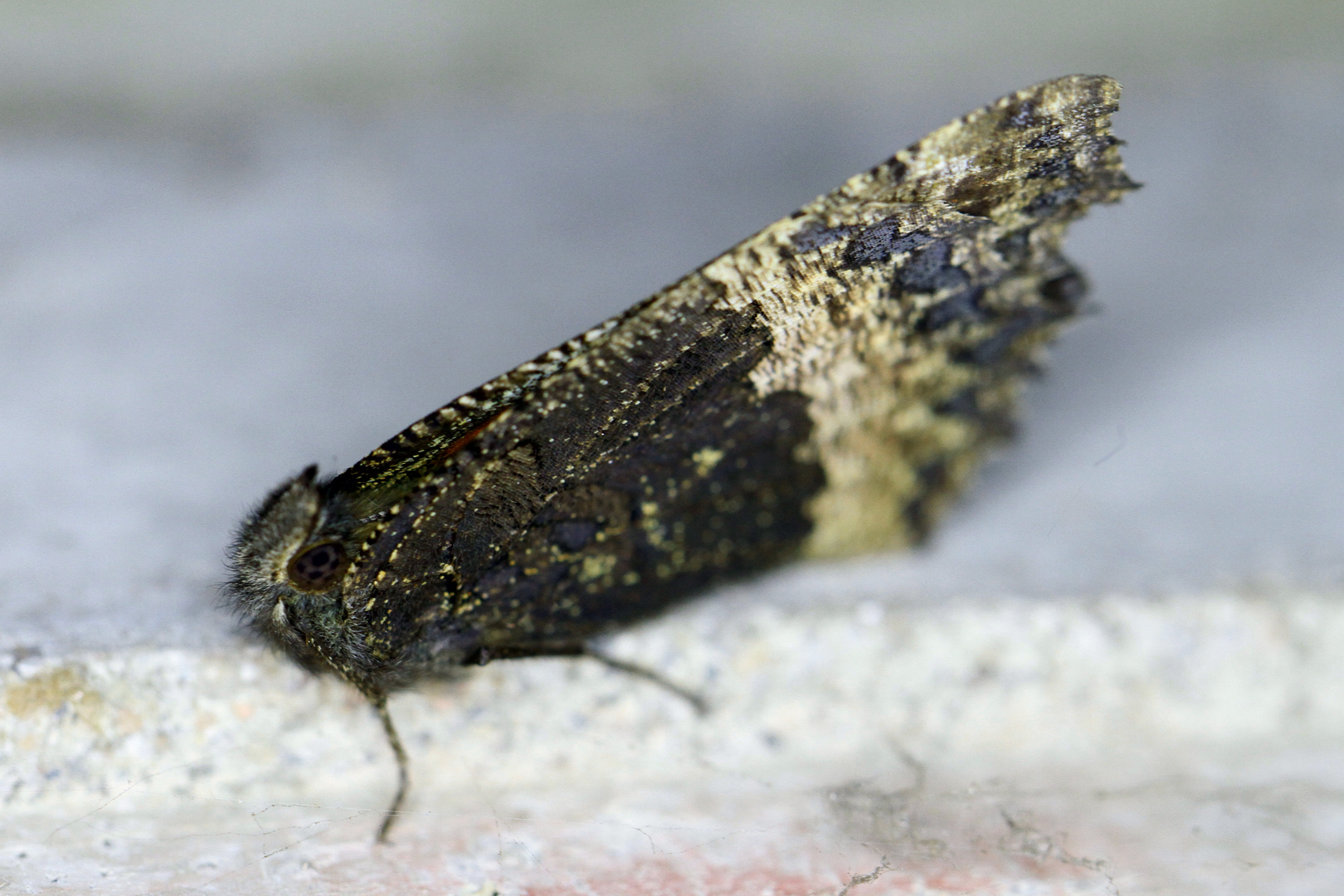 Schmetterling im " Winterschlaf"