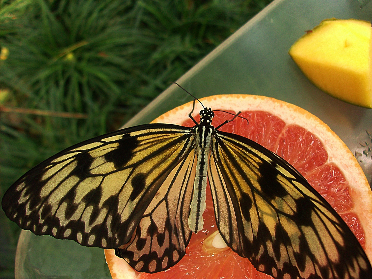 Schmetterling im Zoo Amsterdam