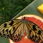 Schmetterling im Zoo Amsterdam