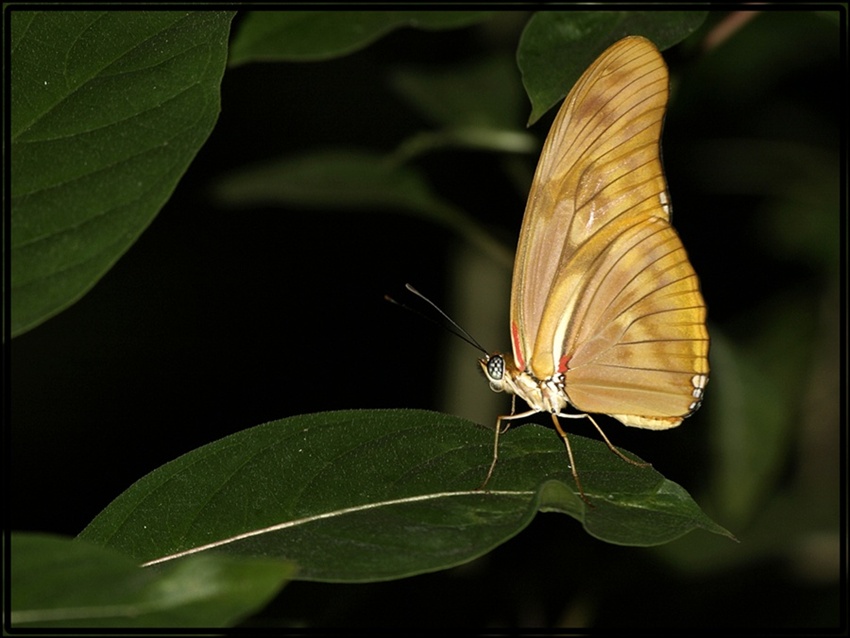 Schmetterling im Zoo Krefeld