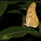 Schmetterling im Zoo Krefeld