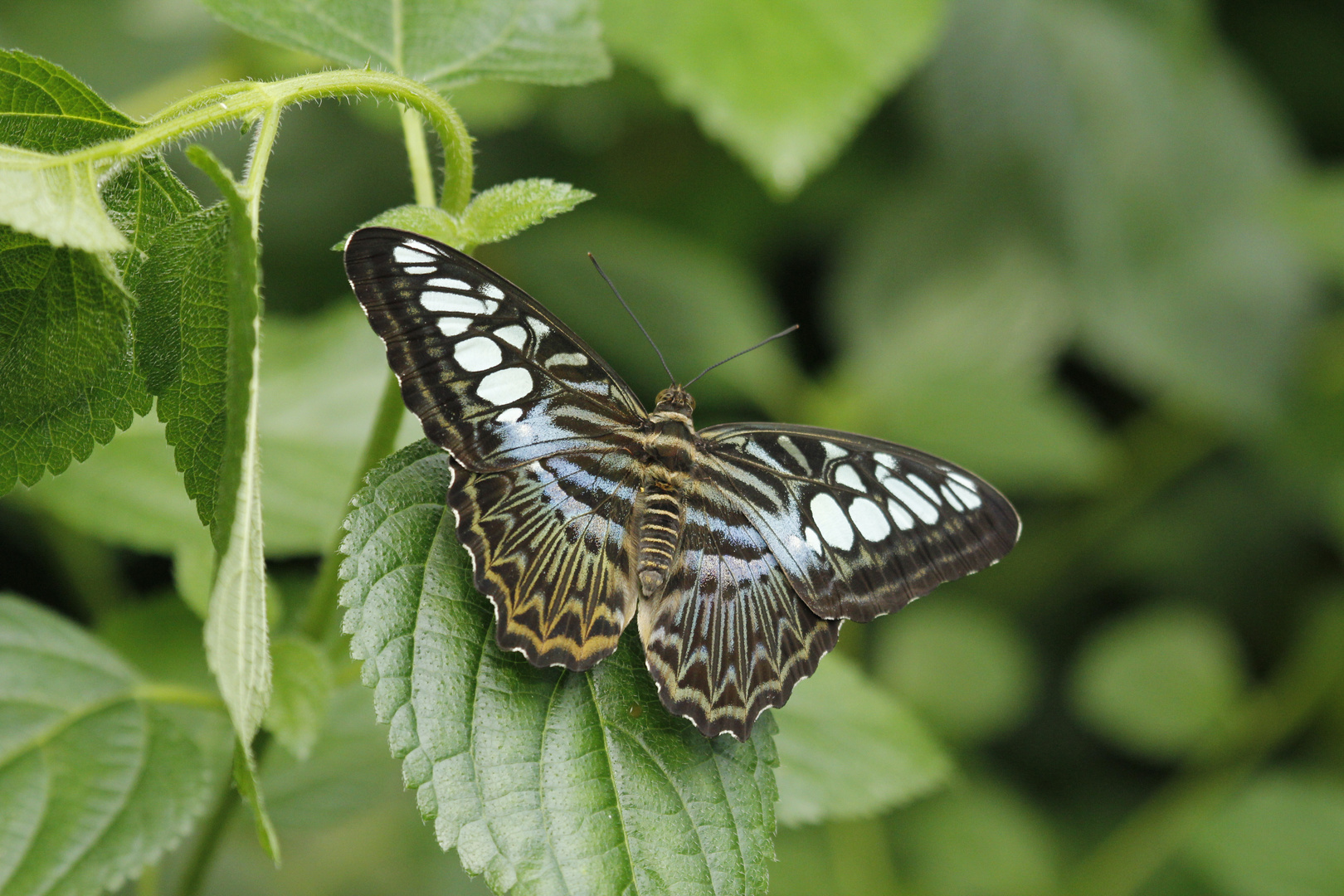 Schmetterling im Zoo Krefeld