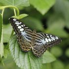 Schmetterling im Zoo Krefeld