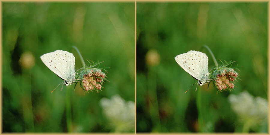 Schmetterling in 3D