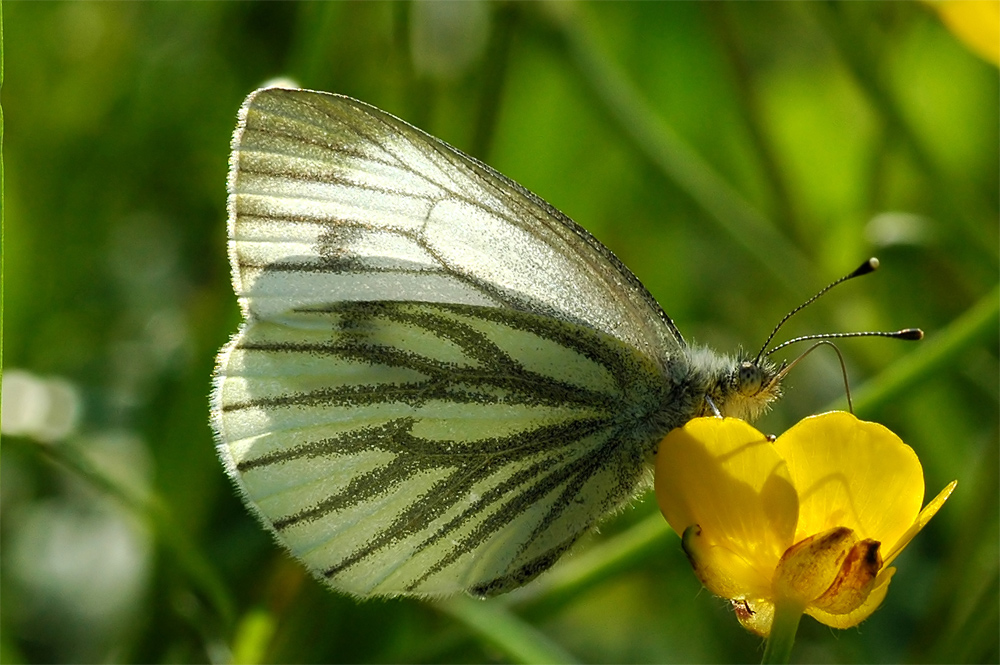 Schmetterling in Abendsonne