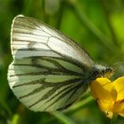 Schmetterling in Abendsonne