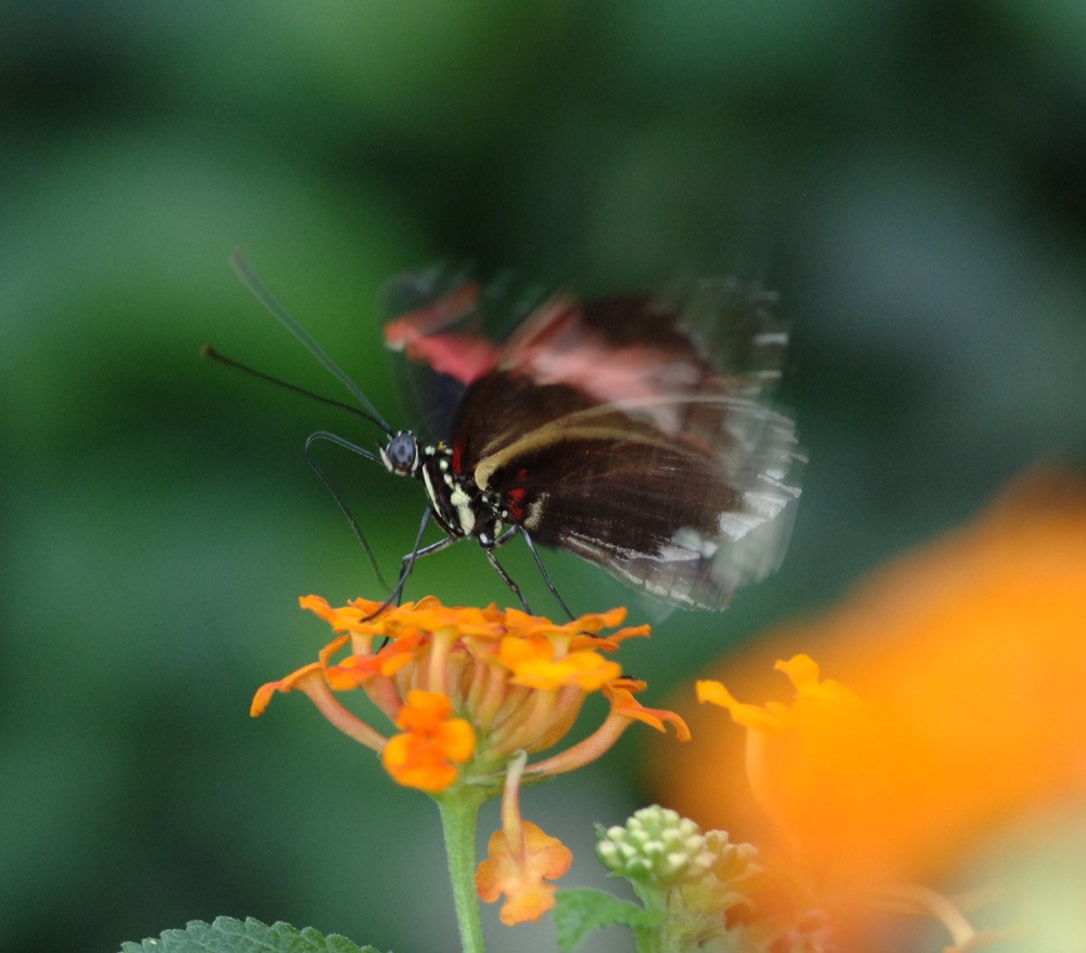 Schmetterling in Action