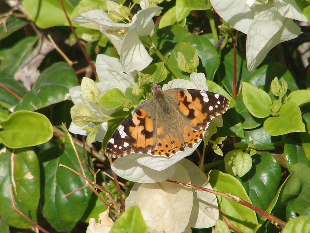 Schmetterling in Ägypten