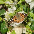 Schmetterling in Ägypten