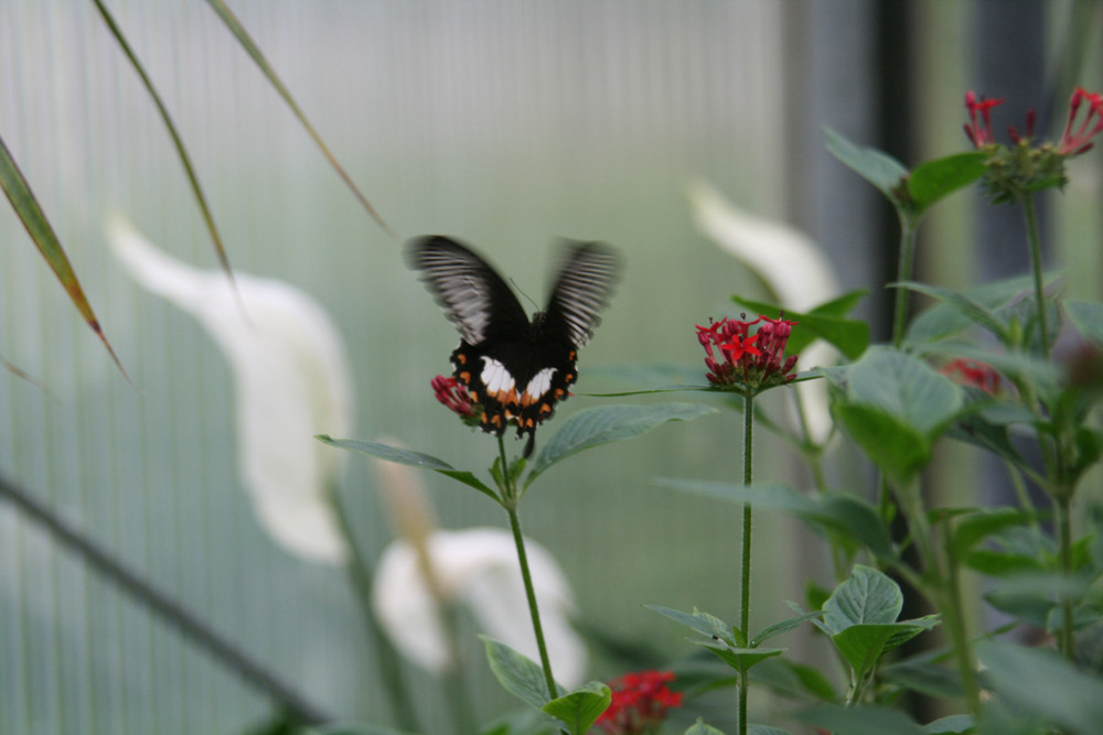 Schmetterling in aktion