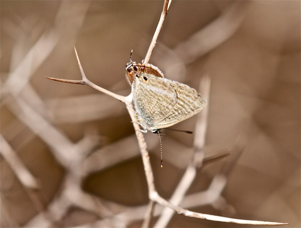 Schmetterling in Andalusien