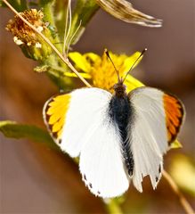 Schmetterling in Andalusien